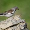 Penkavak snezny - Montifringilla nivalis - White-winged Snowfinch 0845